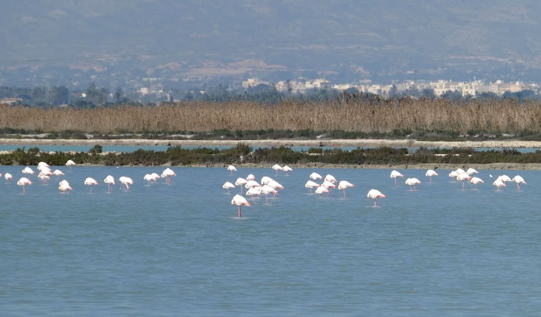 salinas santa pola