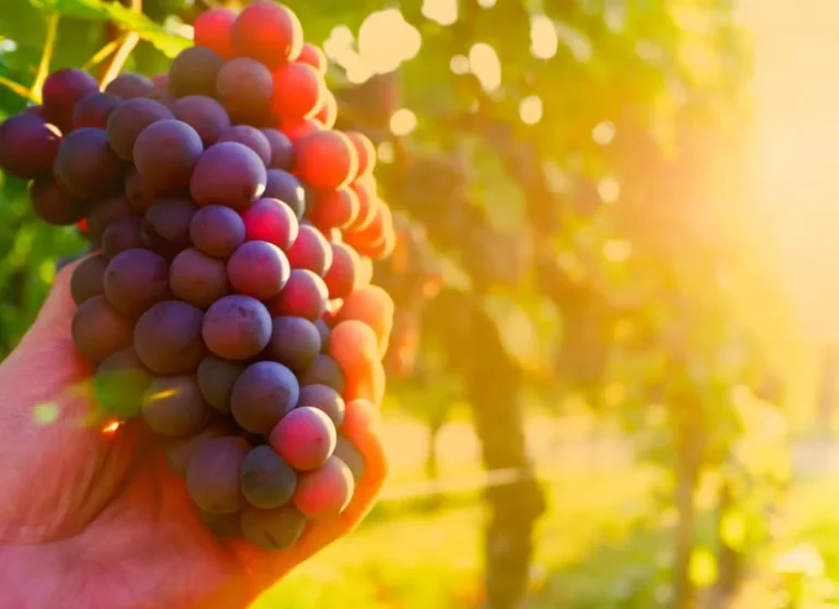 Ruta del Vino de Alicante 1