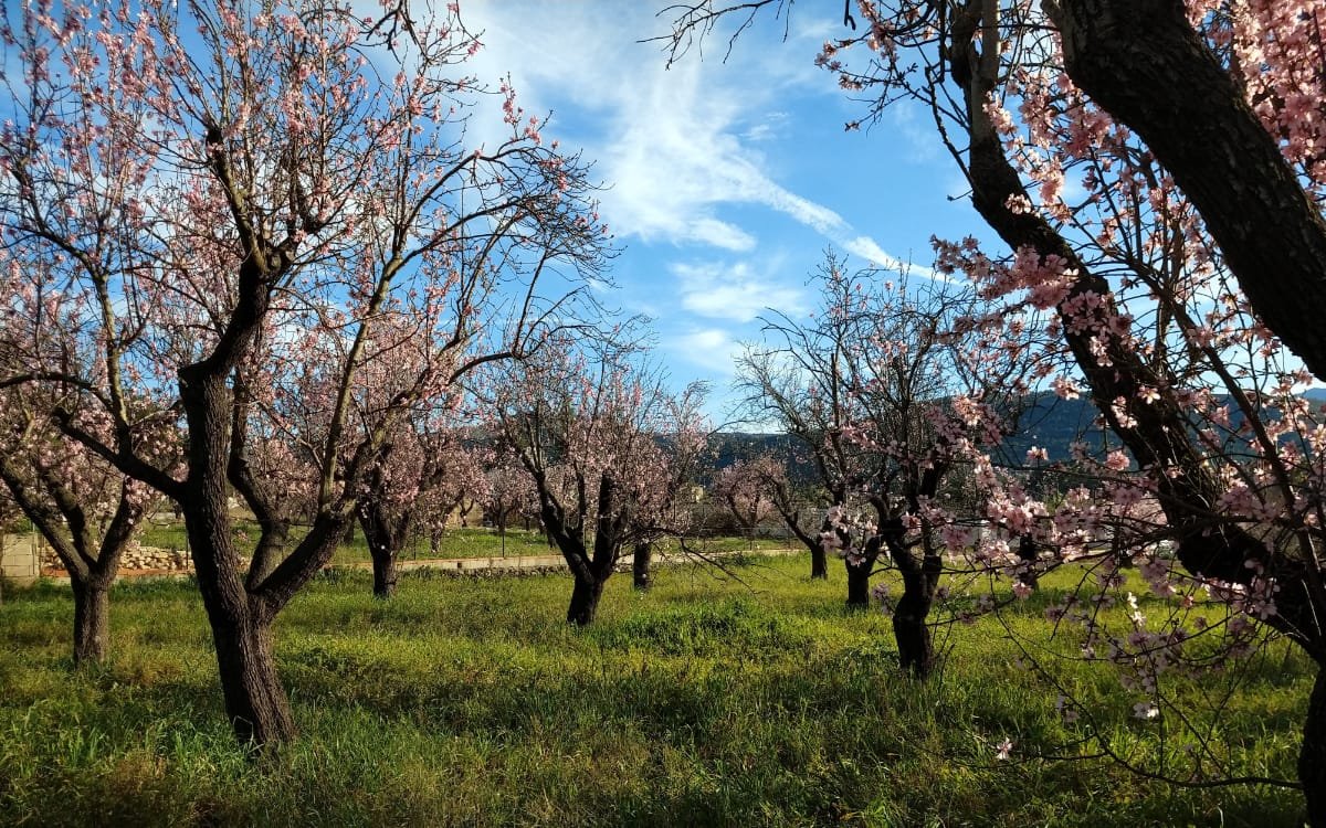 Almendros en Alcalali