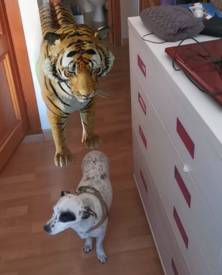 Cómo ver animales 3D en casa