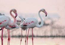 Rutas gratuitas ecoturísticas Parque Natural La Mata Torrevieja