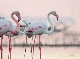 Rutas guiadas gratuitas en parajes naturales protegidos de Torrevieja Rutas gratuitas ecoturísticas Parque Natural La Mata Torrevieja