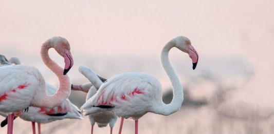 Rutas guiadas gratuitas en parajes naturales protegidos de Torrevieja Rutas gratuitas ecoturísticas Parque Natural La Mata Torrevieja