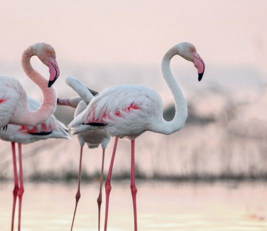 Rutas guiadas gratuitas en parajes naturales protegidos de Torrevieja Rutas gratuitas ecoturísticas Parque Natural La Mata Torrevieja