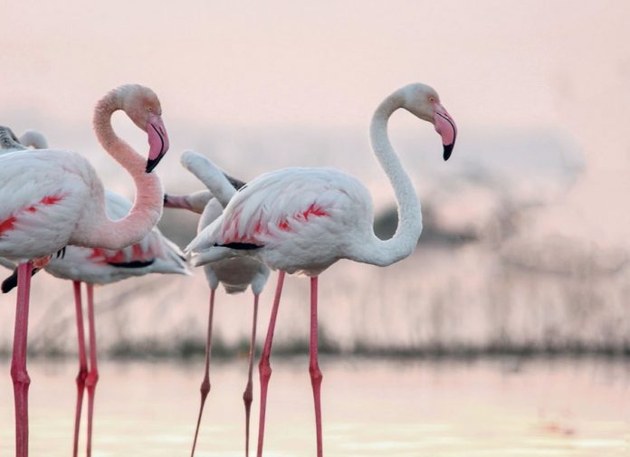 Rutas gratuitas ecoturísticas Parque Natural La Mata Torrevieja