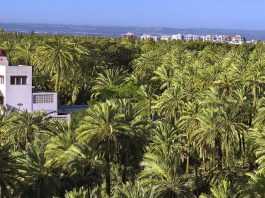 El Palmeral de Elche