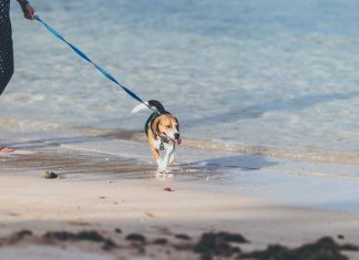 Acceso de perros en las playas de Alicante