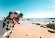 Playa para perros en Alicante